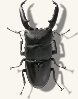 クワガタ図鑑-オオヒラタクワガタ[パラワン島亜種](パラワンオオ