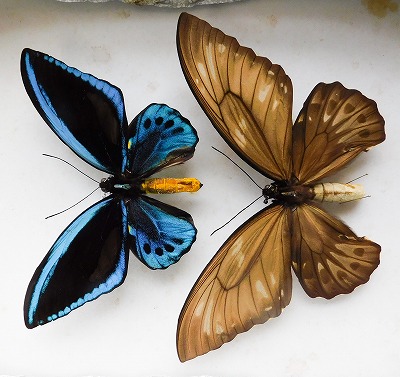 東南アジアの蝶