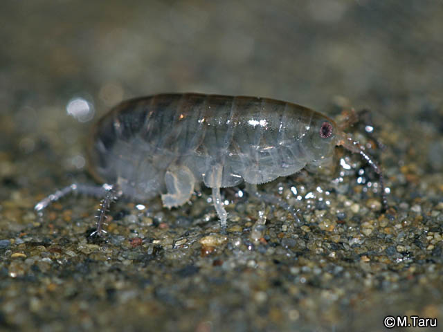 東京湾のヨコエビガイドブック