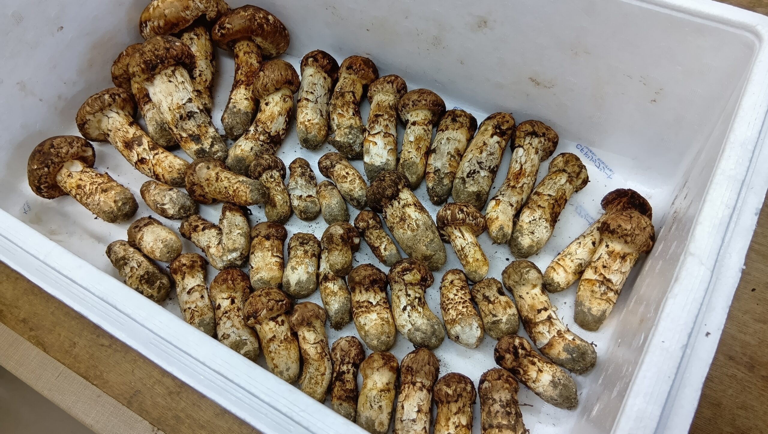 松茸初入荷！ - 株式会社まつたけ村 国内産松茸専門問屋