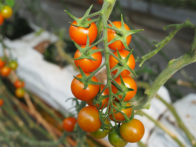 とまと紹介 | めぐりとまと