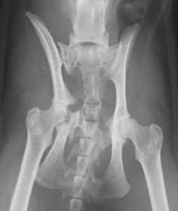 骨盤骨折・仙腸関節脱臼 - 川西市の犬猫専門【ミネルバ動物病院】骨折