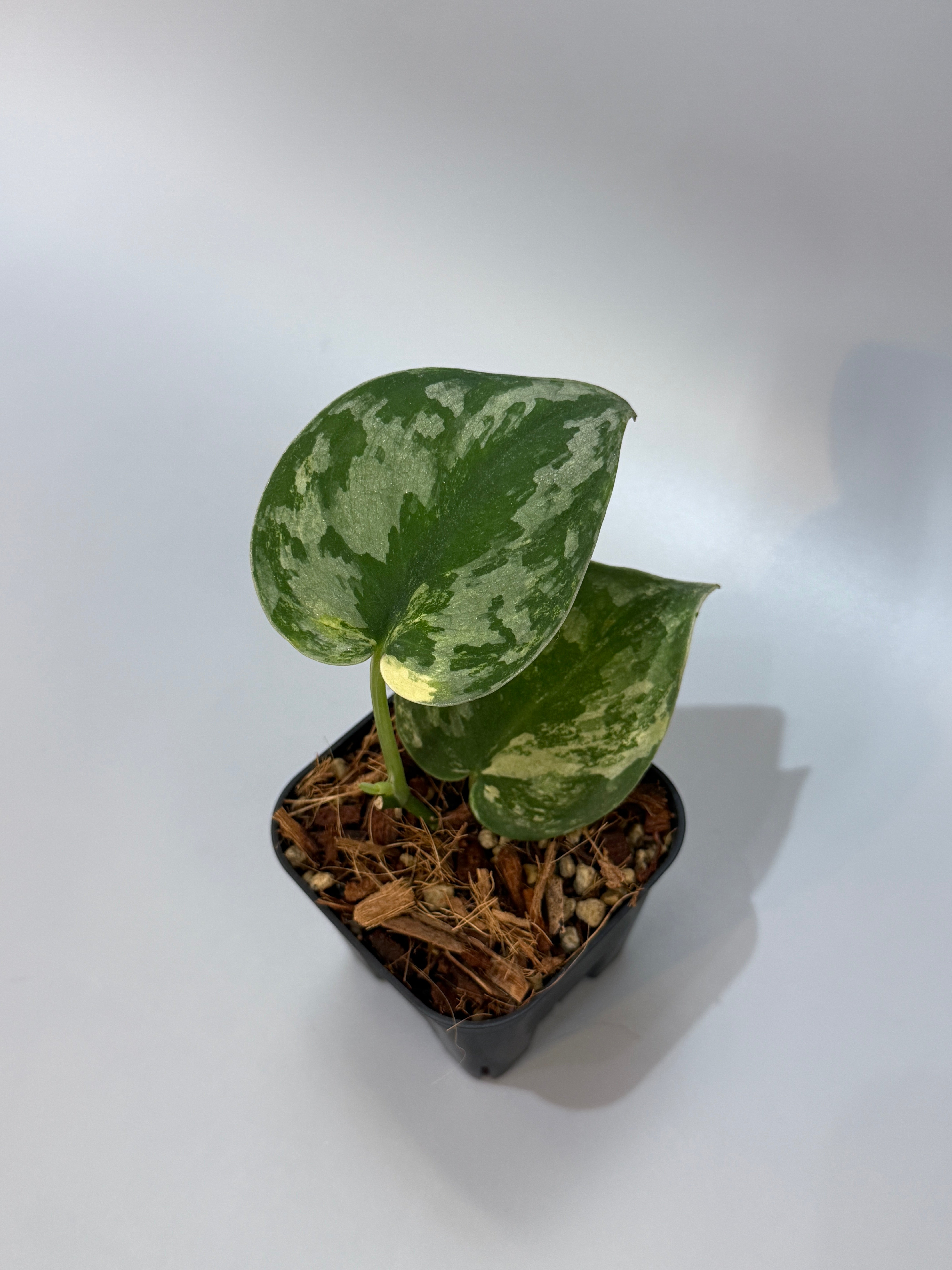 スキンダプサス バクダパティ / Scindapsus bakudapati (6) – Nakayama