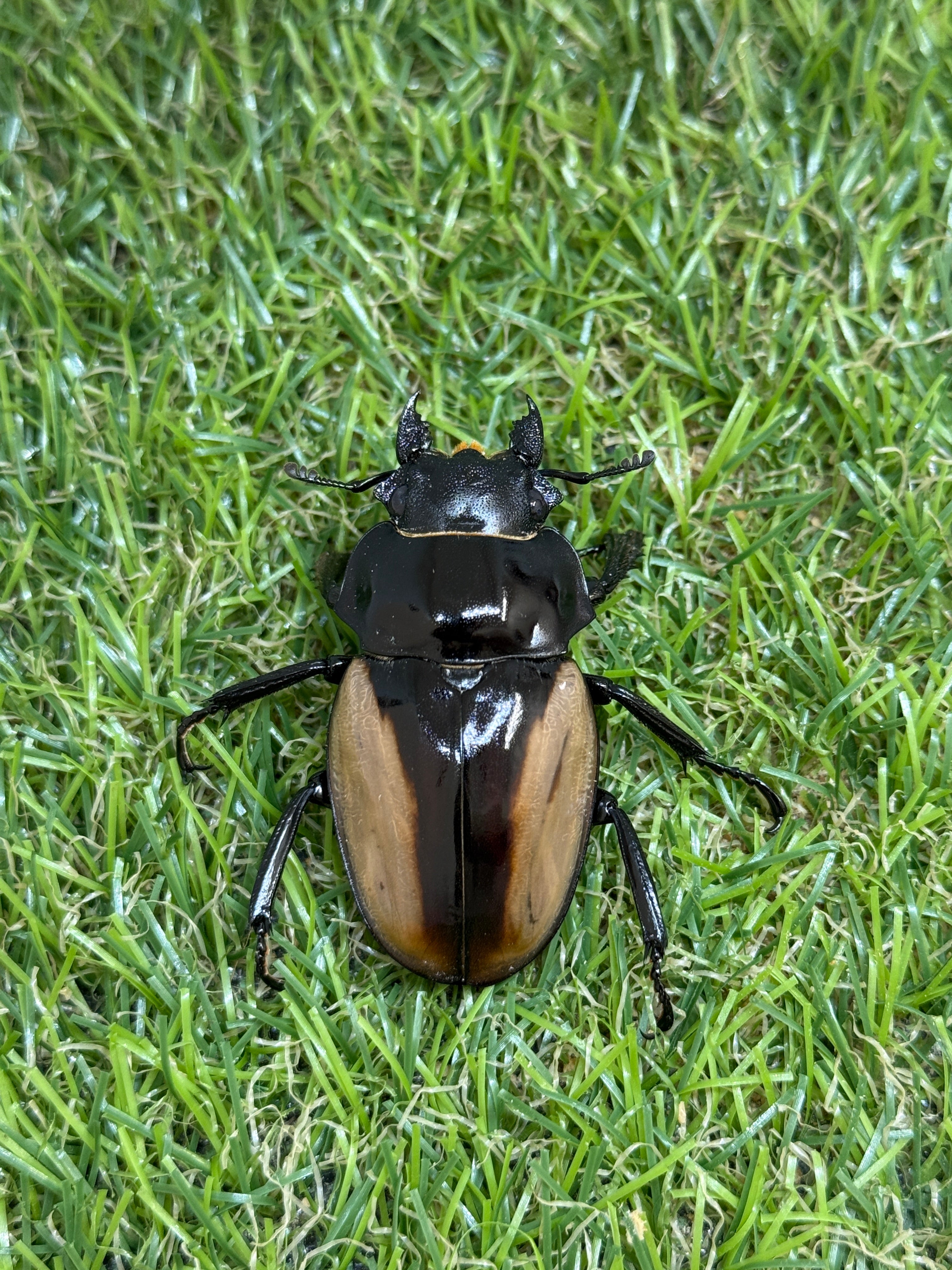 ブルマイスターツヤクワガタ ♀48mm単品 – 昆虫ショップNexus