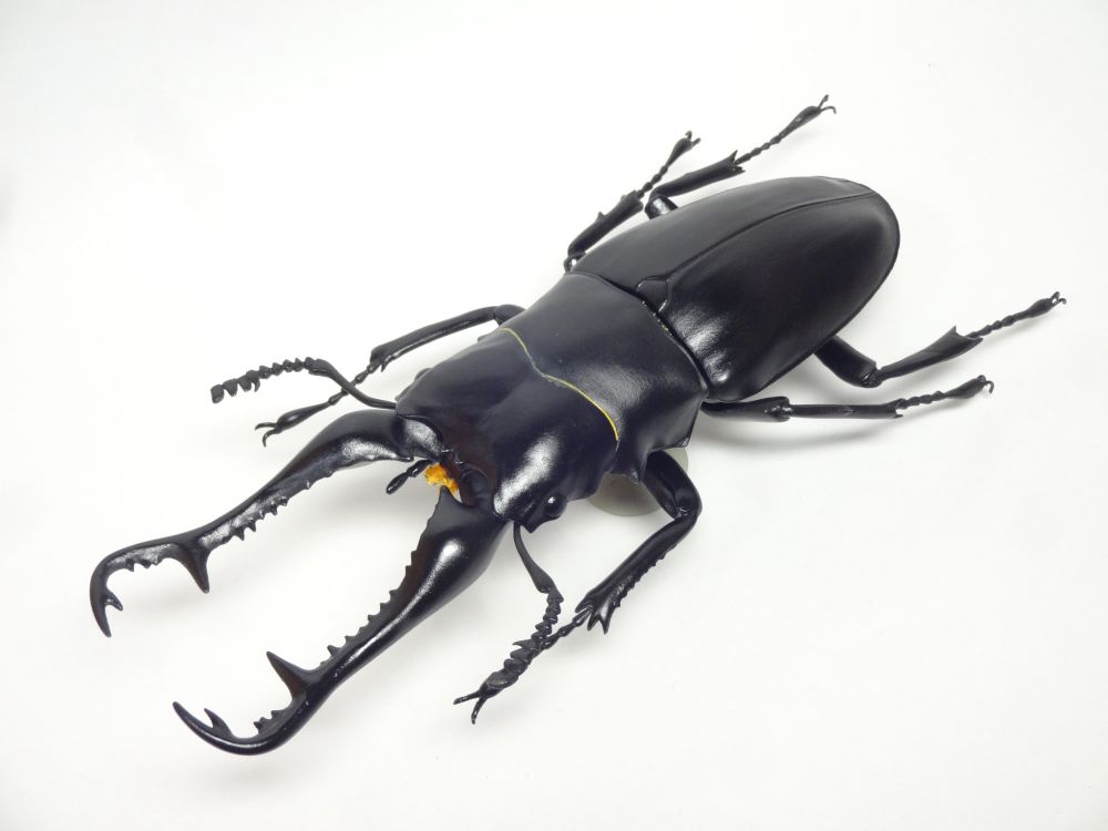 自然史モデルコレクション キバナガノコギリクワガタ