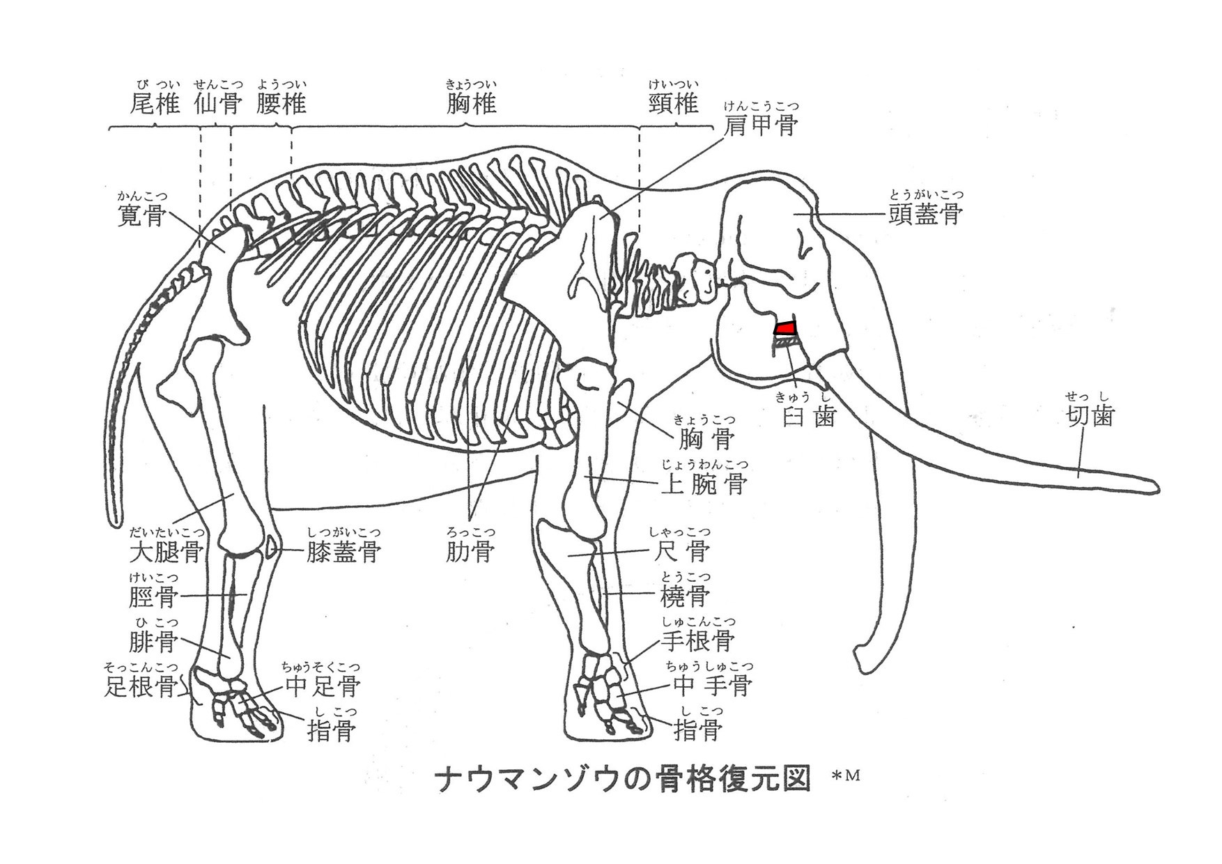 ナウマンゾウ 左上顎第3大臼歯 | 野尻湖ナウマンゾウ博物館