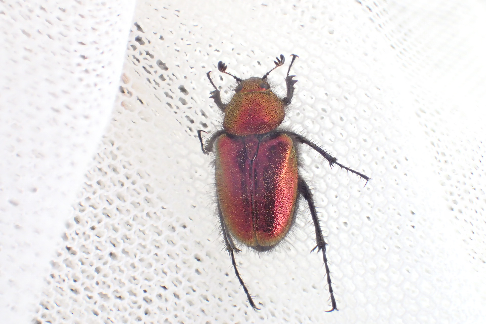 オオヒゲブトハナムグリ のアーカイブ