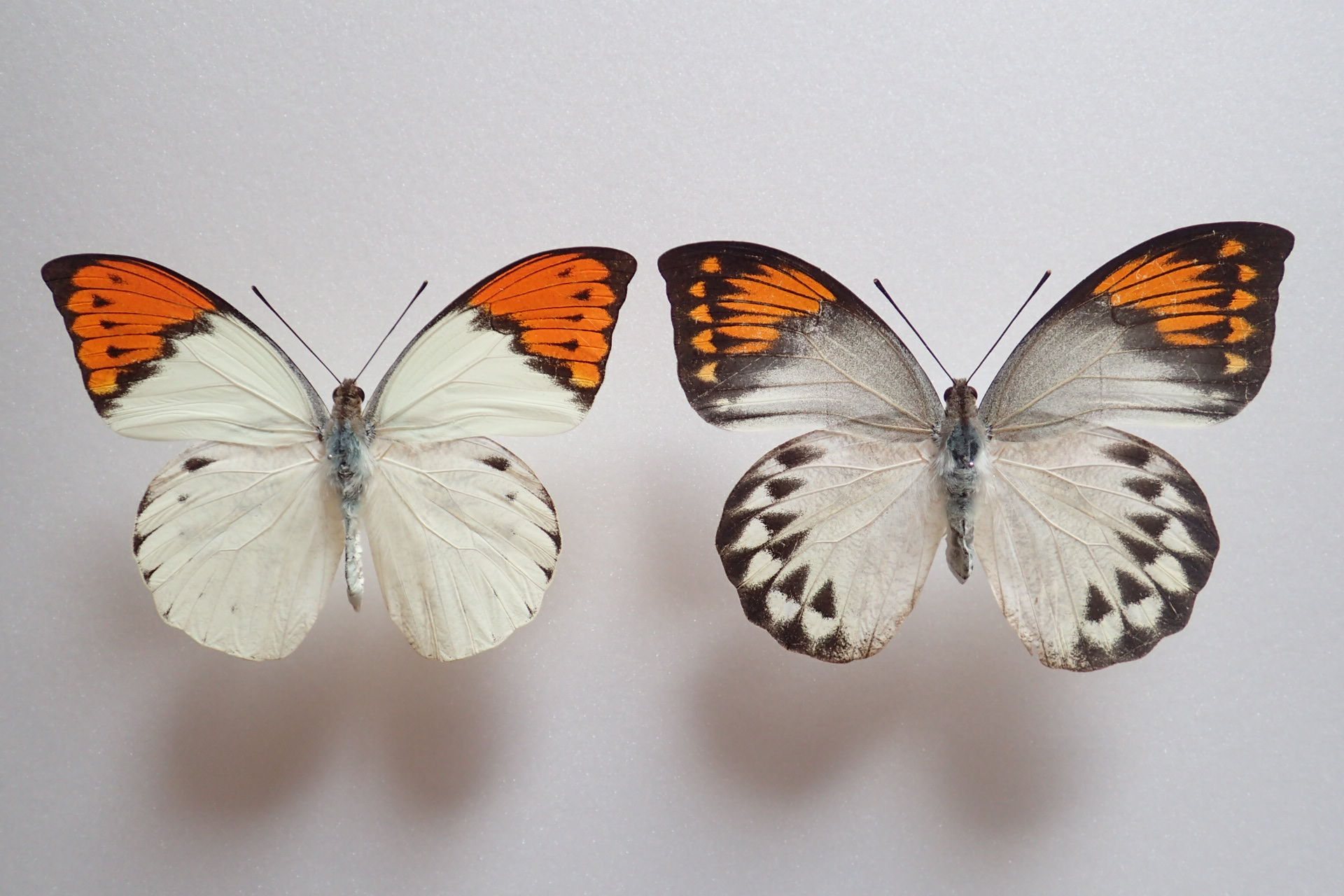 奄美産ツマベニチョウ飼育中、もとい釣り堀作戦実施中（2021.10.16）