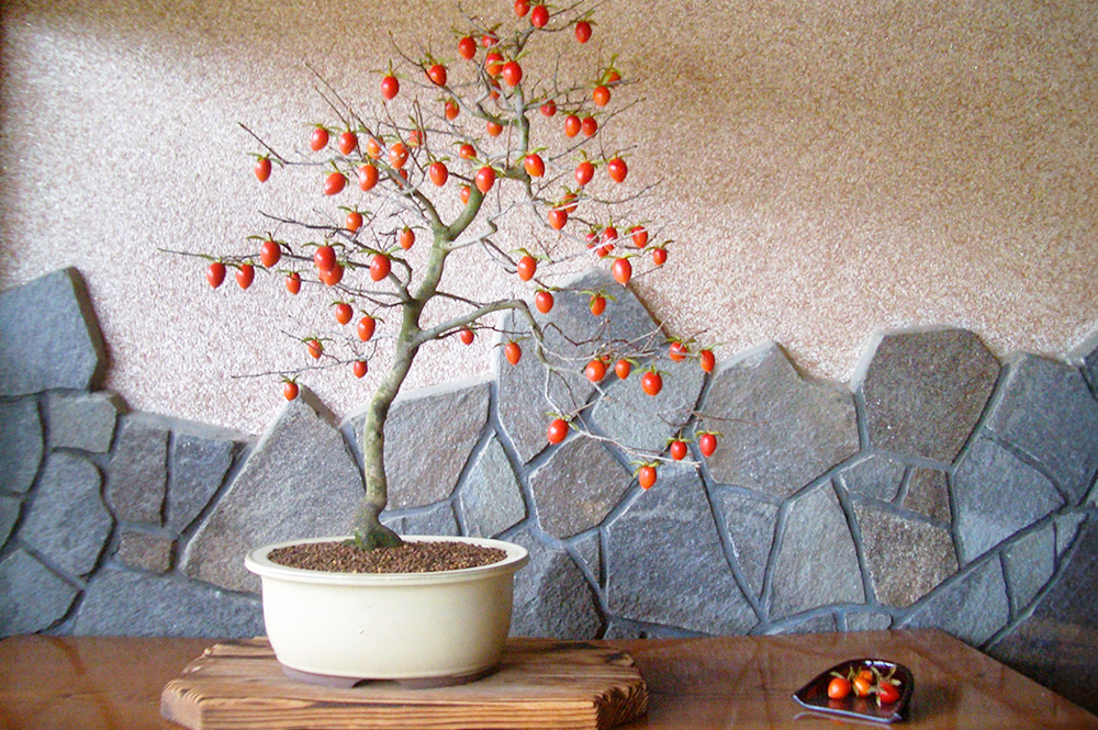 ミニ盆栽 京老爺柿（ろうやがき）の魅力とは？初心者でも簡単なお