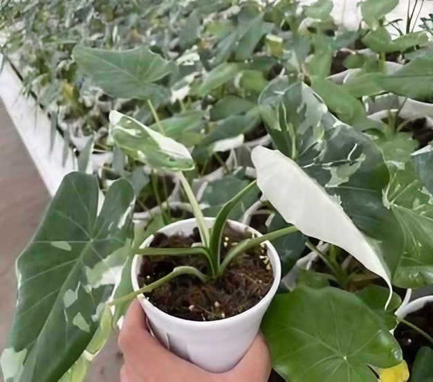 Alocasia 