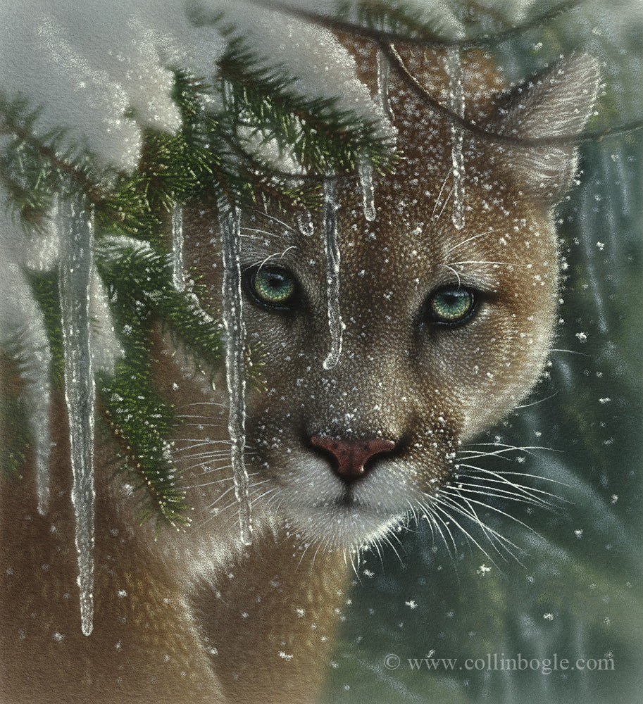 Frozen - Cougar Painting, Hand Signed Cougar Art Print by Collin