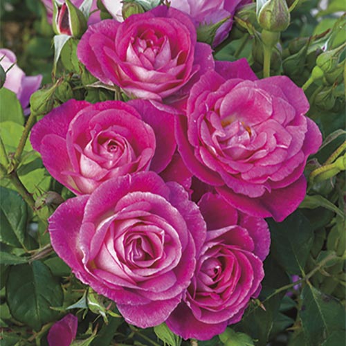Rose Easy to Please 5gal Floribunda – Cornell Farm