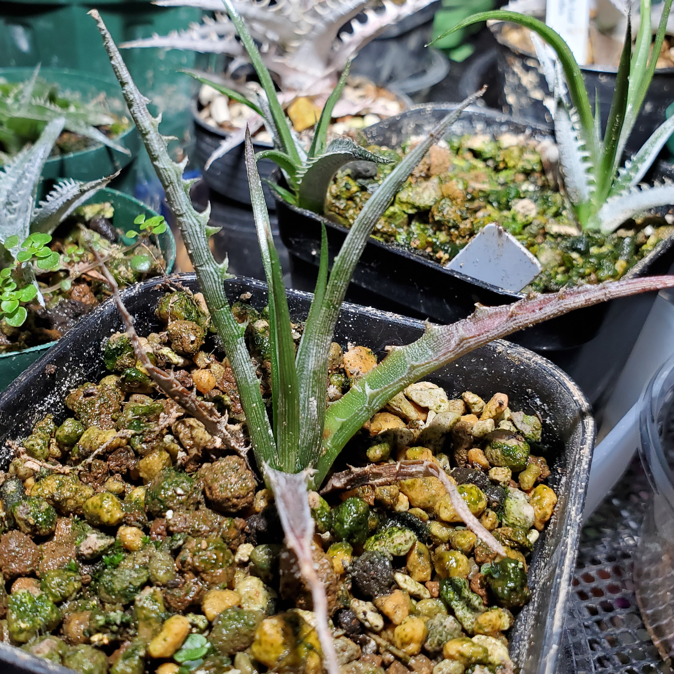 ディッキア・バトルアクス（Dyckia 'Battle Axe'） | Dyckia Maniax