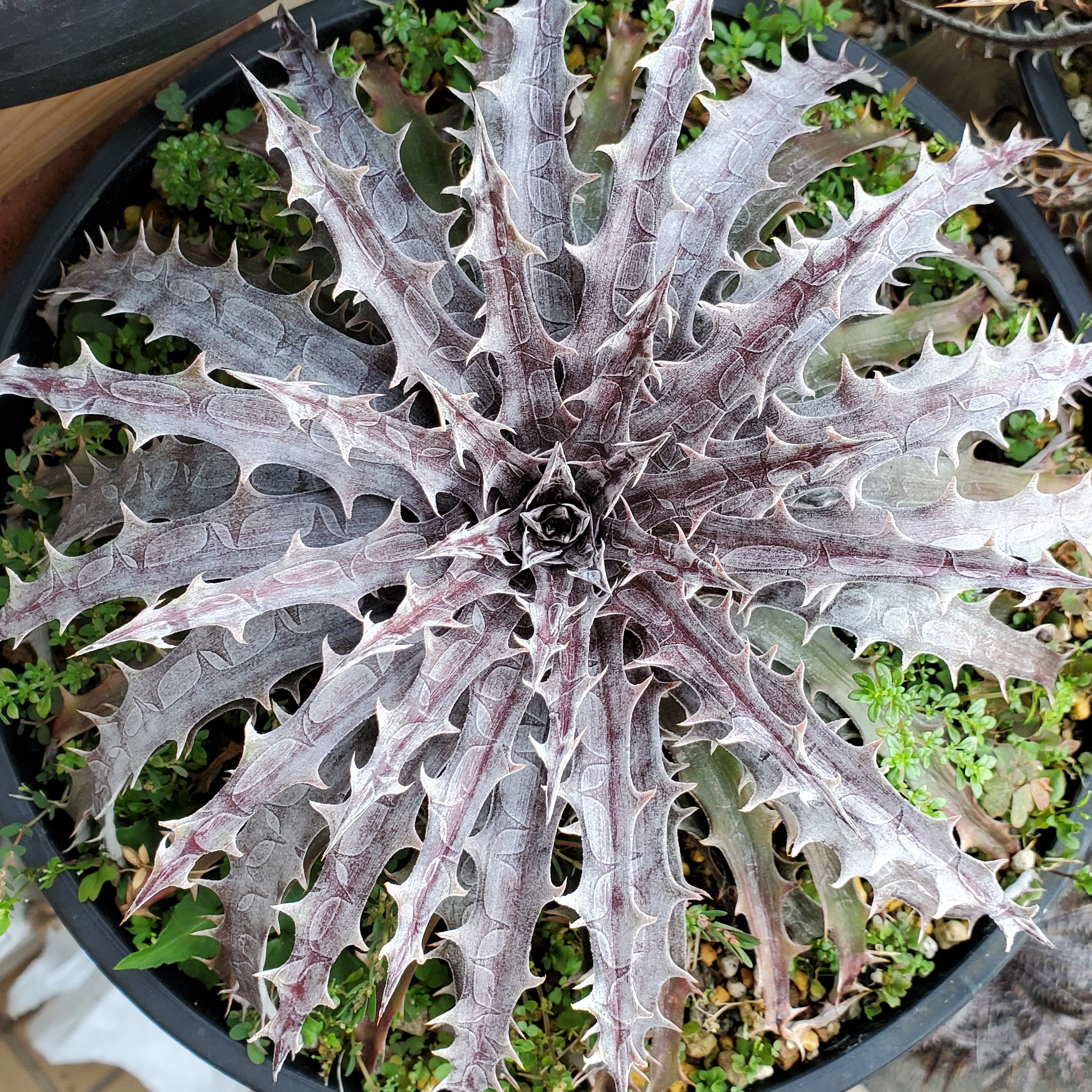 ディッキア・バトルアクス（Dyckia 'Battle Axe'） | Dyckia Maniax