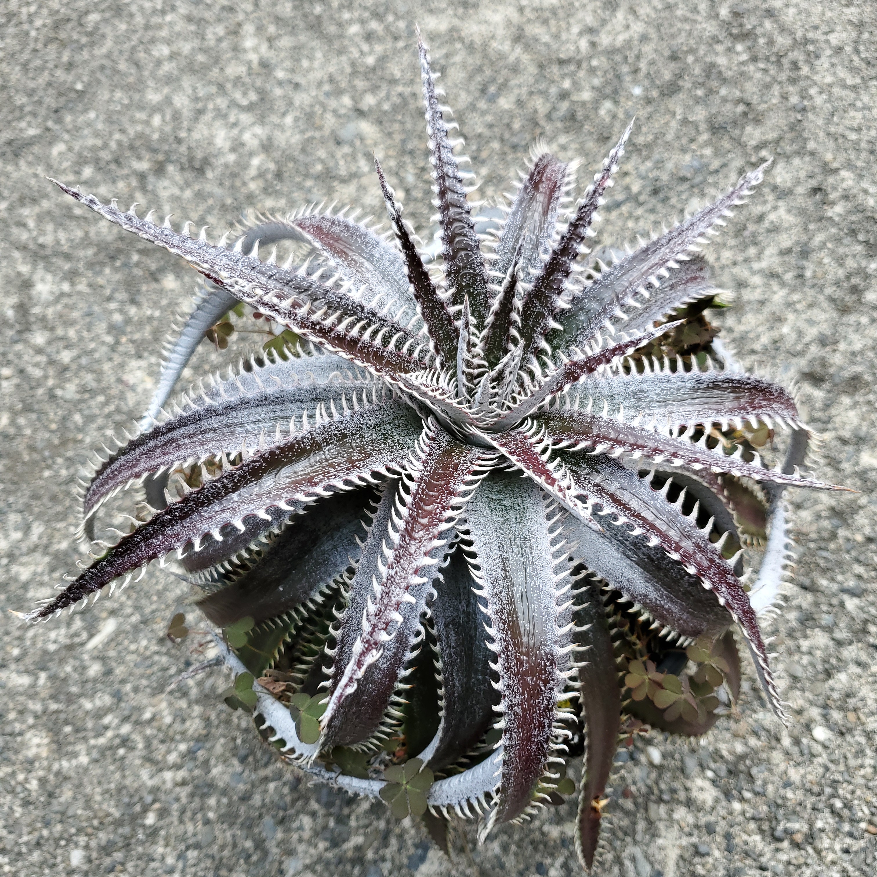 ディッキア・ビルベイカー（Dyckia 'Bill Baker'） | Dyckia Maniax