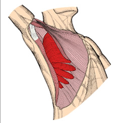 内容 | 骨格筋の形と触察法 | 大峰閣
