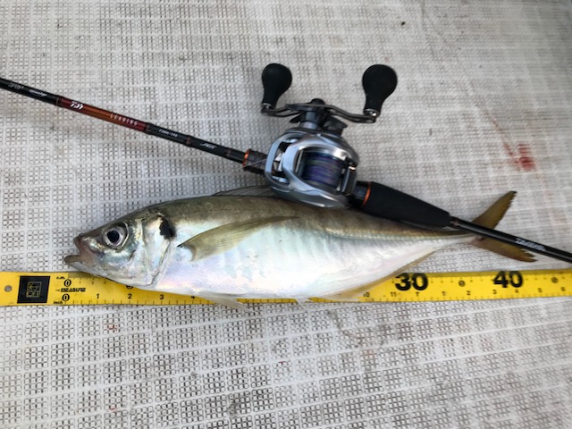 出来過ぎ!? テンヤタチウオ&タイラバ&鬼アジ 釣速、動画ロケ! | 西村豪太