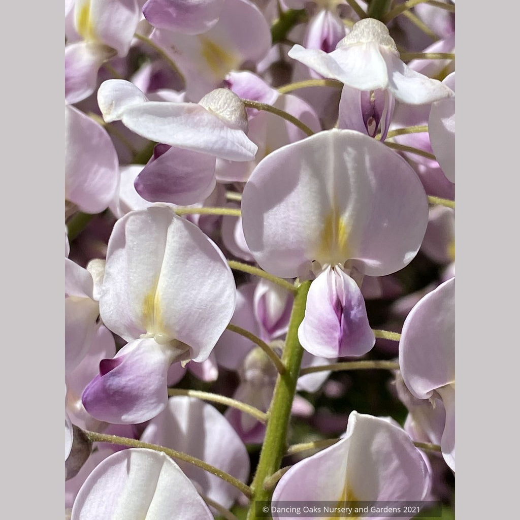 Wisteria floribunda 'Honbeni' (syn. 'Pink Ice'), Japanese wisteria