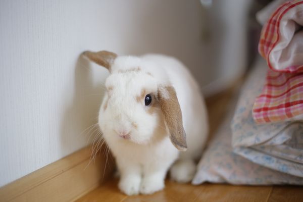 松山でうさぎを買うなら「花うさぎ」！