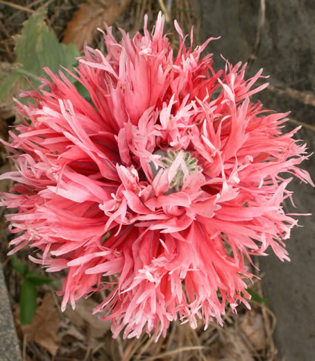 植えてはいけないケシ退治！ : ♪・゜どんぐり村 ゜・:.。. .。.:・♪