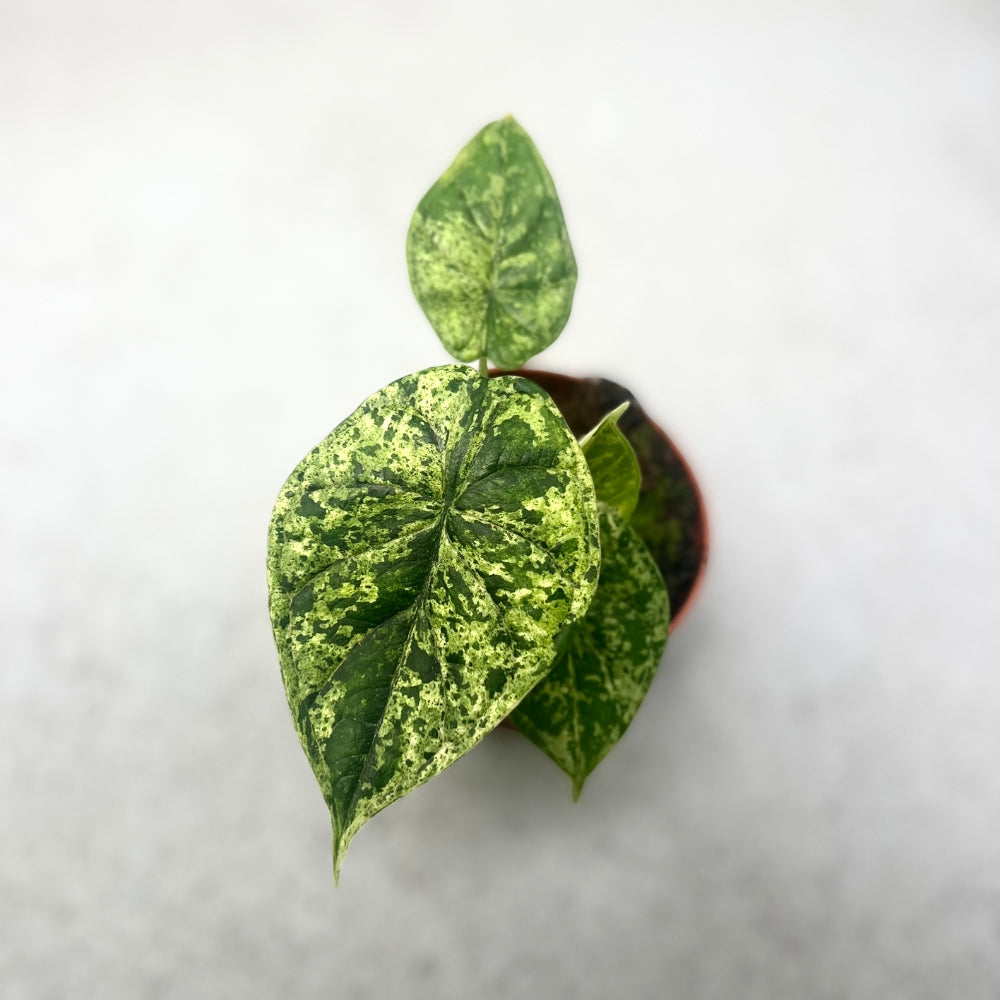 Alocasia Dragon Scale Mint