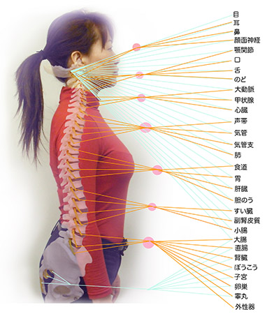 カイロプラクティックとは？ | シマントヘブンカイロプラクティック