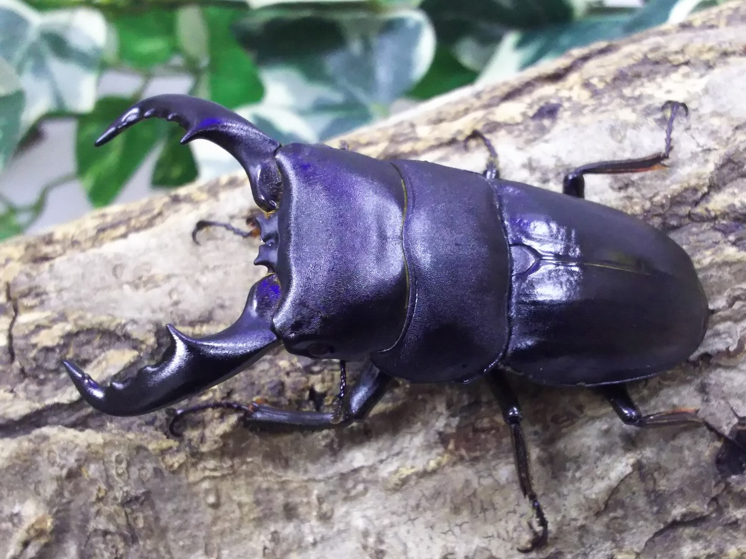 アマミヒラタクワガタ – クワガタムシ・カブトムシ昆虫専門店COLORS