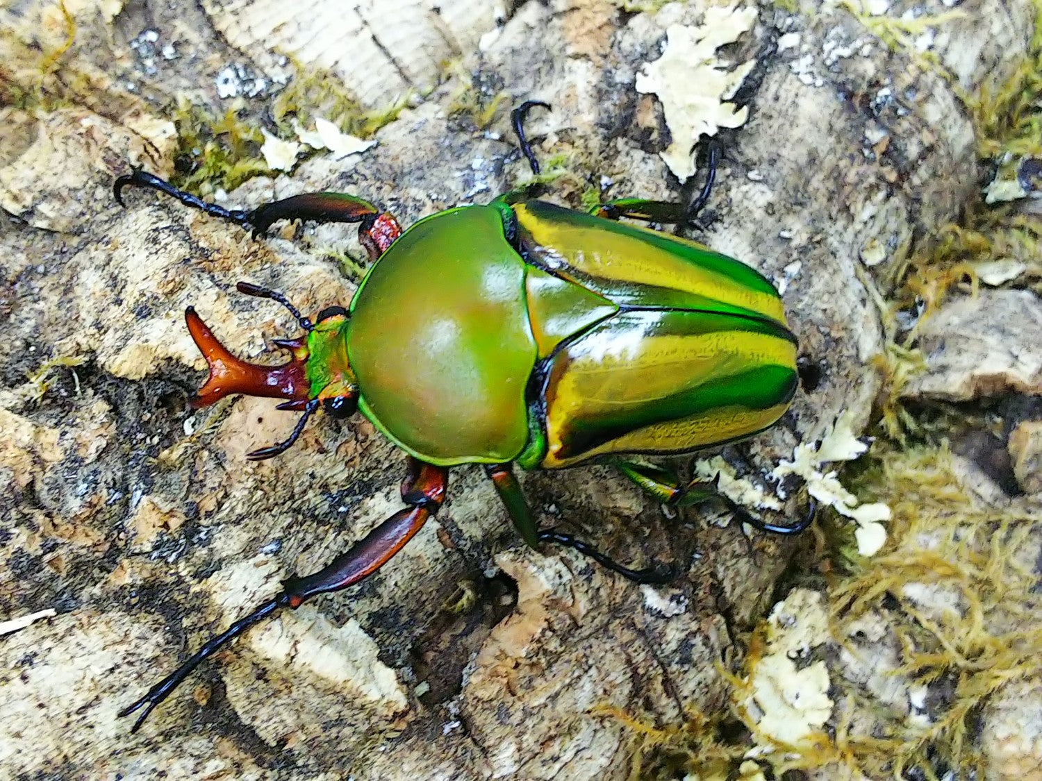シュルスサスマタカナブン – クワガタムシ・カブトムシ昆虫専門店COLORS