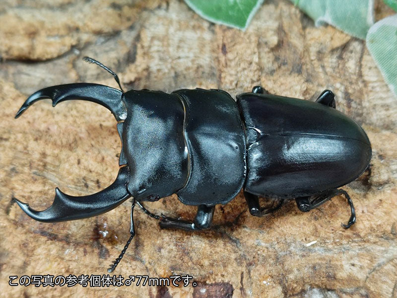 シェンクリングオオクワガタ 台湾 南投縣合望山産 ペア（累代CB ♂73mm