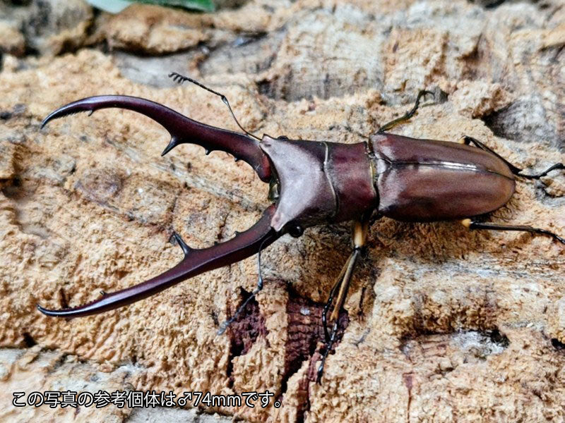 メタリフェルホソアカクワガタ(原名亜種) インドネシア スラウェシ島