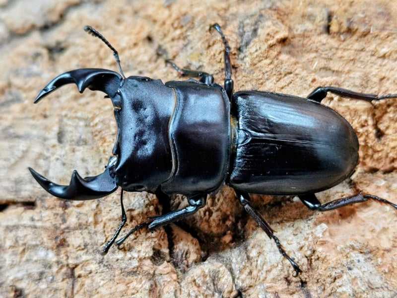 国産オオクワガタ(大阪府産) 大阪府 枚方市産 ペア（累代WF1 ♂56mm