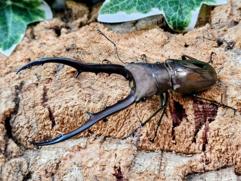 メタリフェルホソアカクワガタ(亜種finae) インドネシア ペレン島産