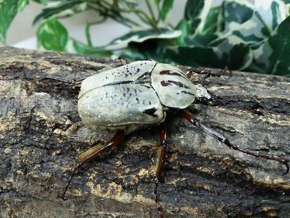 タンザニア産 プレウスオオツノハナムグリ 88mm タンザニア産 プレウス