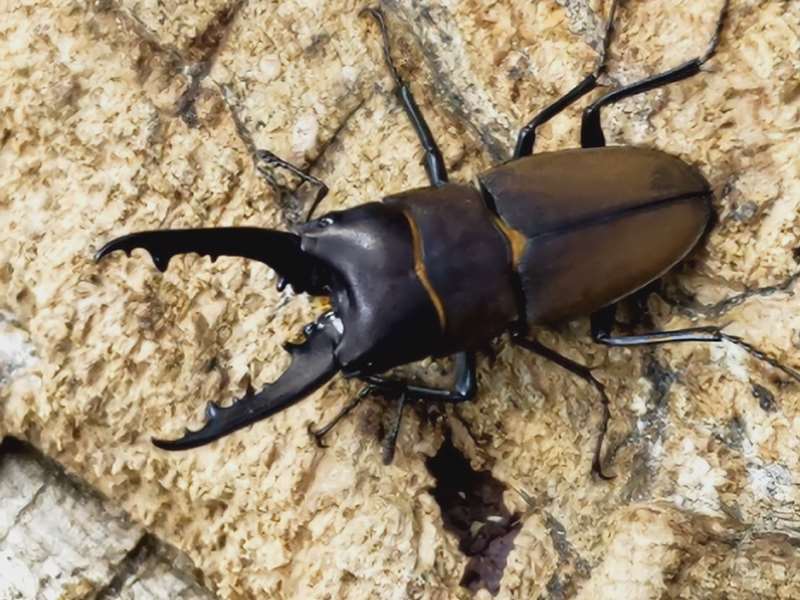 標本】ヴァズデメロゾウカブト ボリビア産 100.1ミリ 飼育品WF2 標本