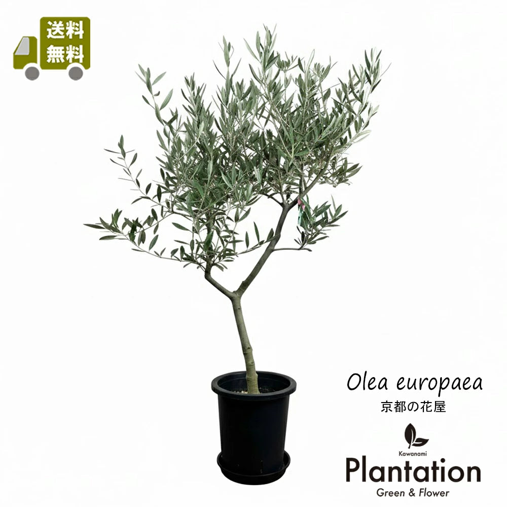 現品 オリーブ7号 ピクアル No.2 – カワナミプランテーション