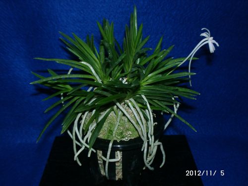 植物と暮らせば園芸楽