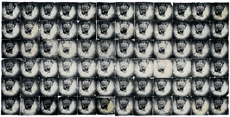 Attracted To Light | The Endless Swarm