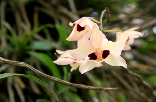ミャンマーの野生ラン Wild orchids in myanmar