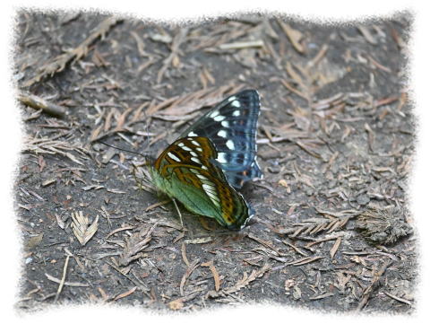 オオイチモンジ