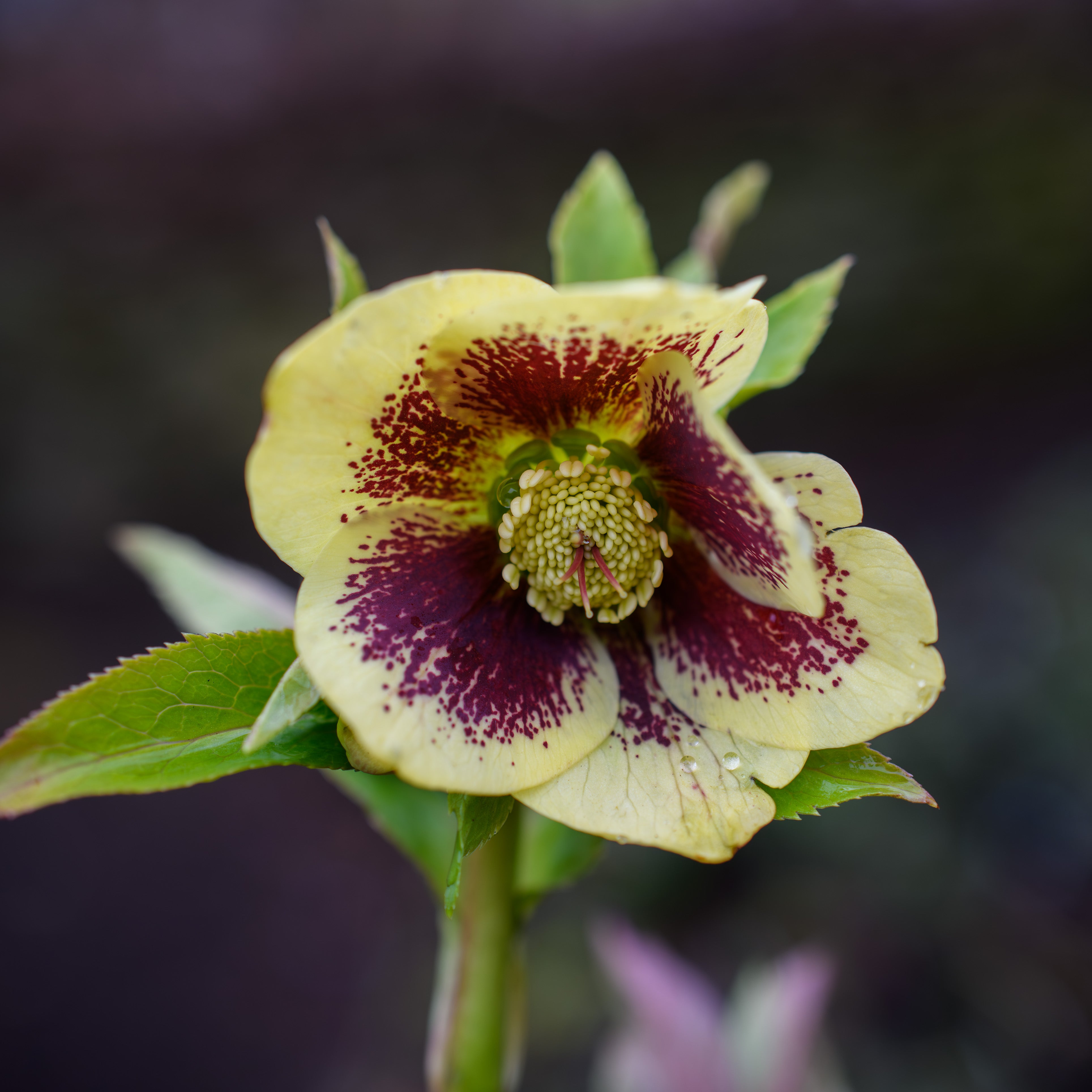 Helleborus x hybridus 'Rio Carnival' (Lenten Rose) – Fieldstone