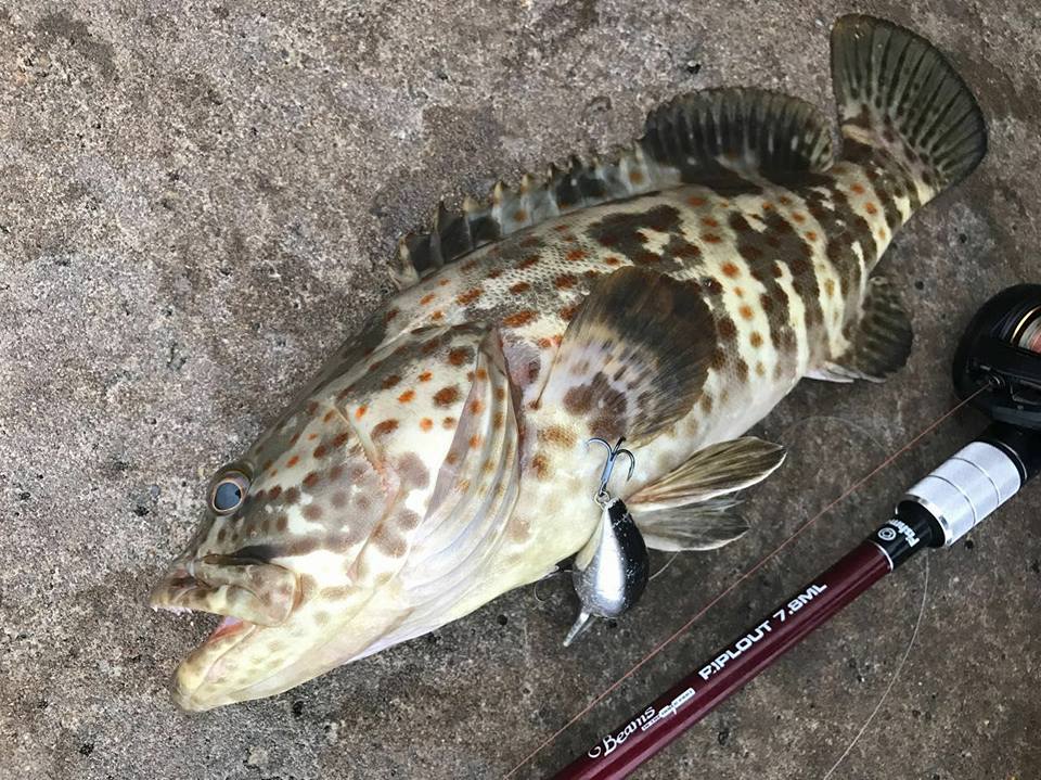 今回もリプラウトでチヌ狙い。 - Fishman（フィッシュマン）