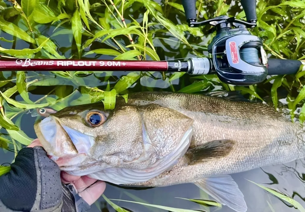 徹底比較】Beams RIPLOUT 9.0M＋とBRIST VENDAVAL8.9M・10.1M…どれに