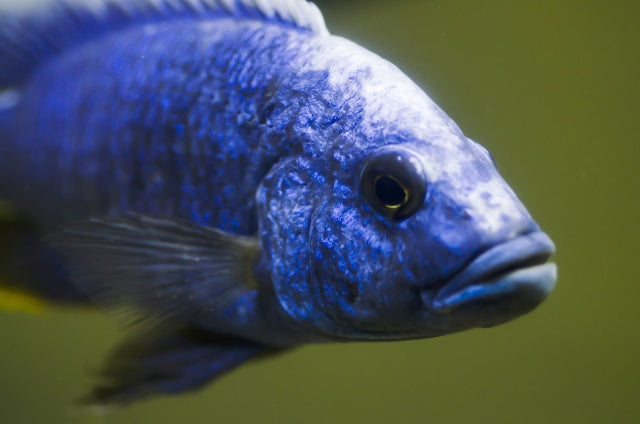 アフリカンシクリッドの飼い方や代表39種類！混泳や繁殖のコツは