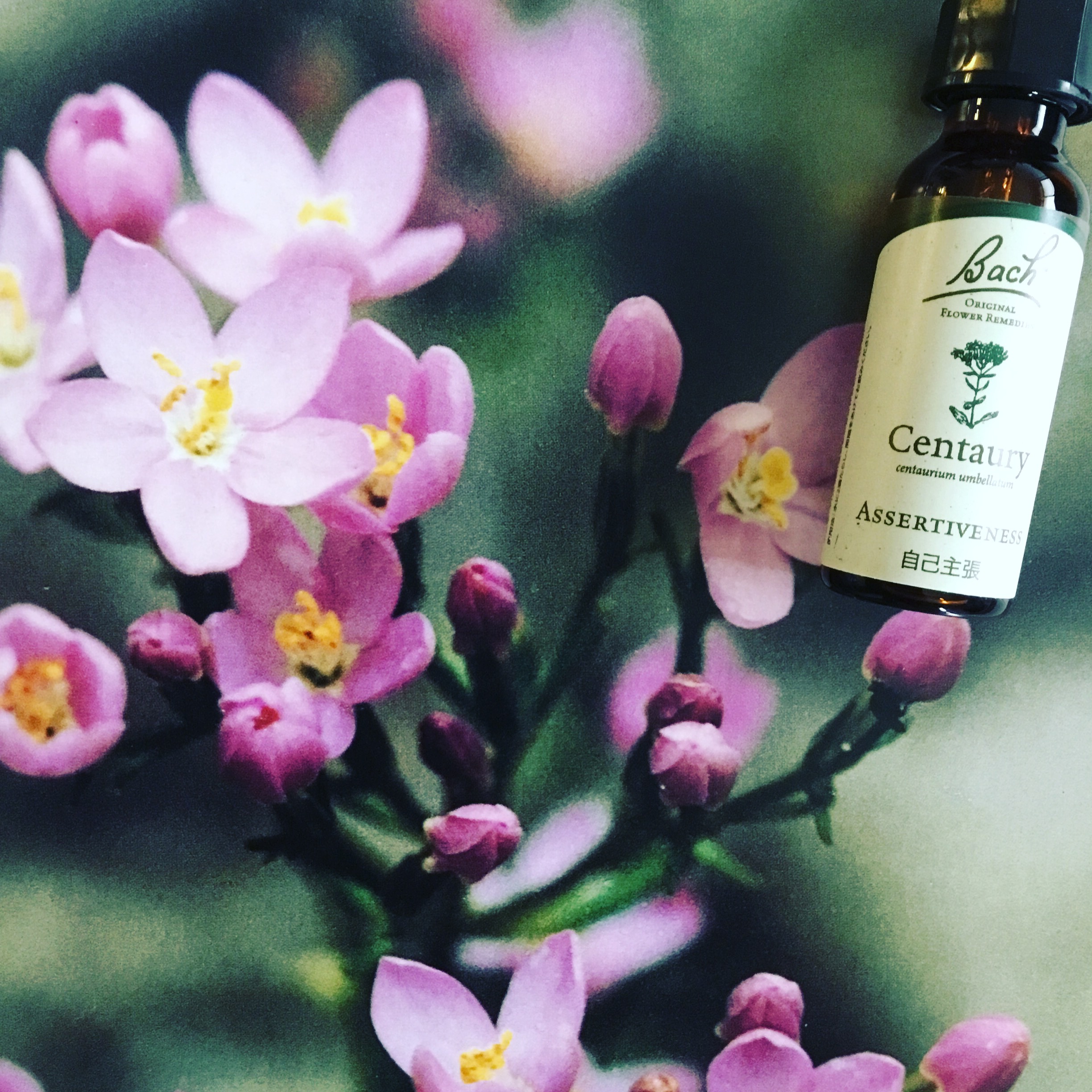 フラワーエッセンス・キャラクター 4セントーリー | Flosvita