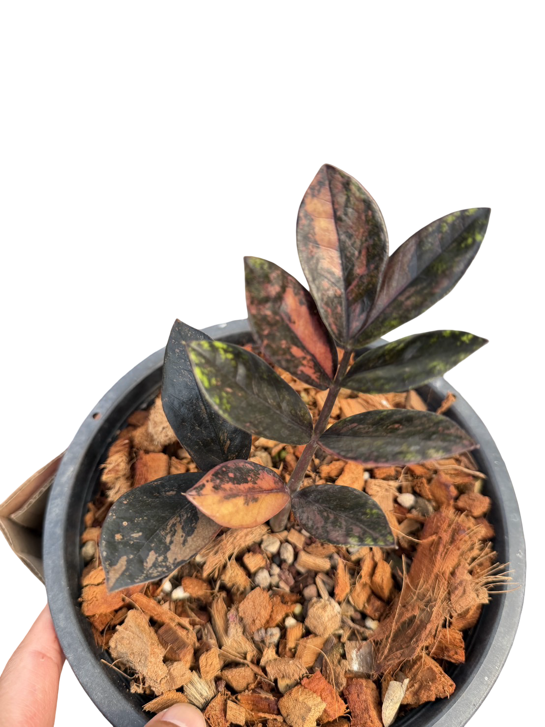 Buy Zamioculcas zamiifolia Black Raven Pi… | Thailand Export