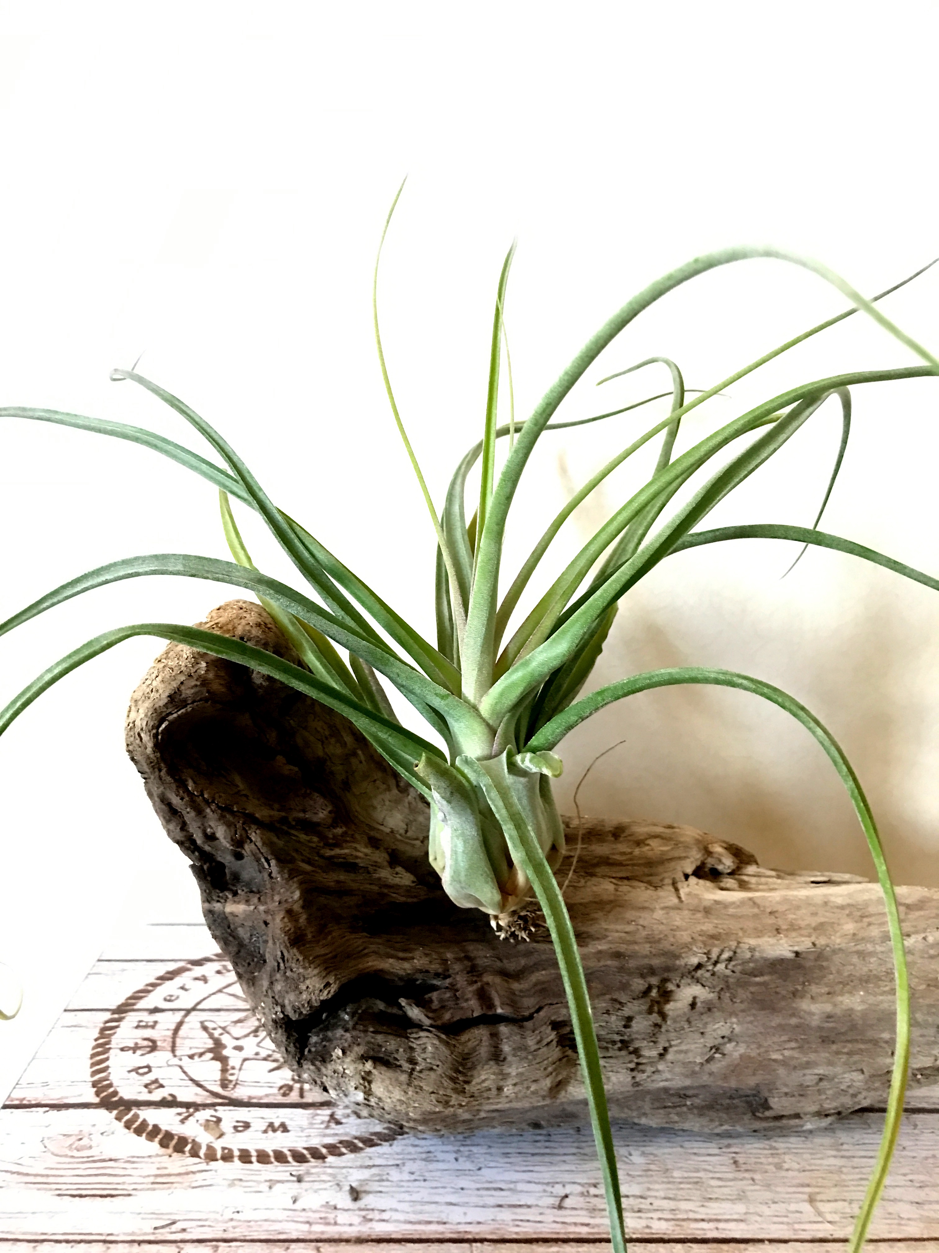 チランジア・ナチュラリーゴージャス Tillandsia Naturally Gorgeous