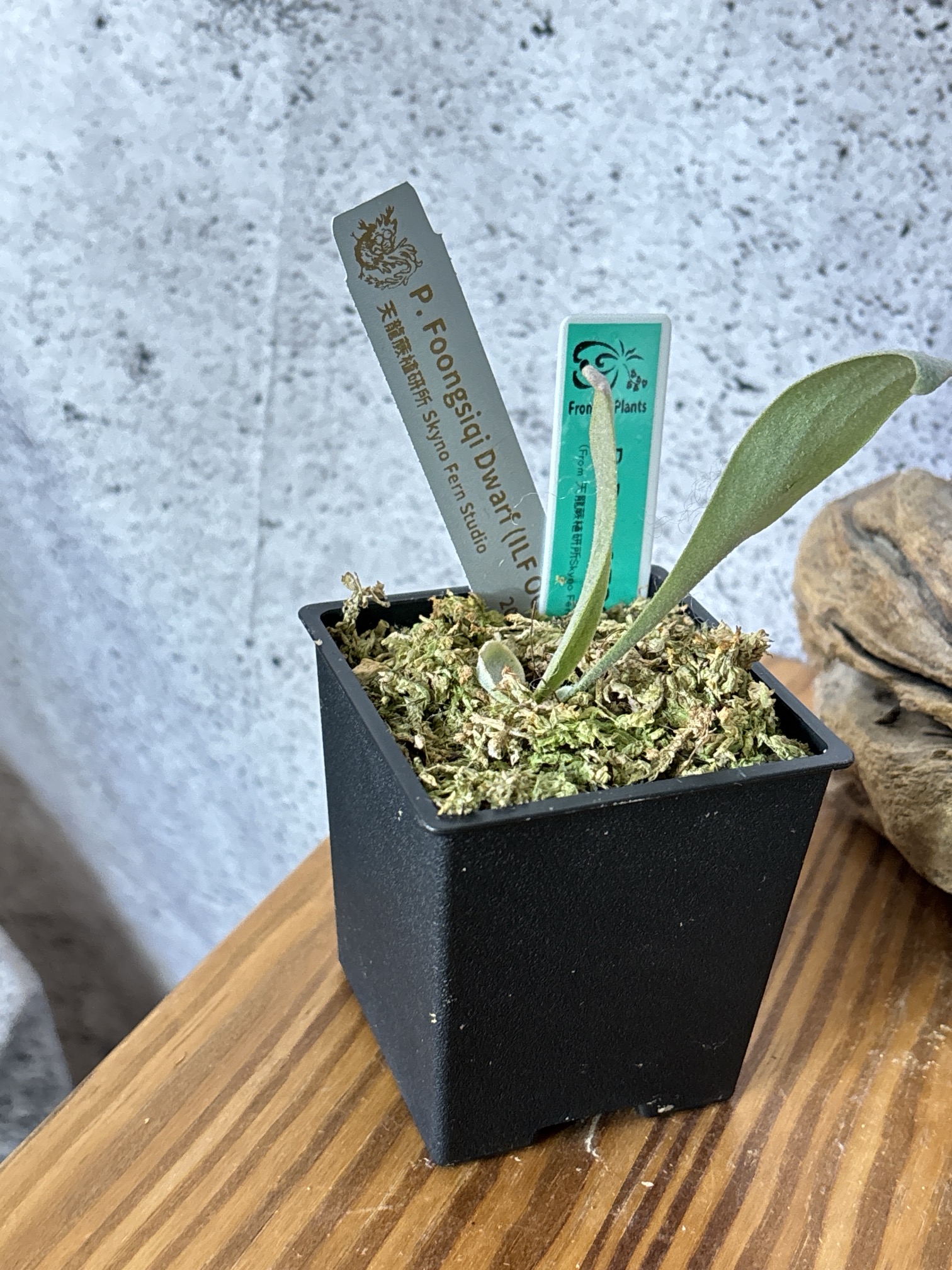 ハナ様ご依頼分プラティケリウム アルシコルネ＋チャイナビーン＋