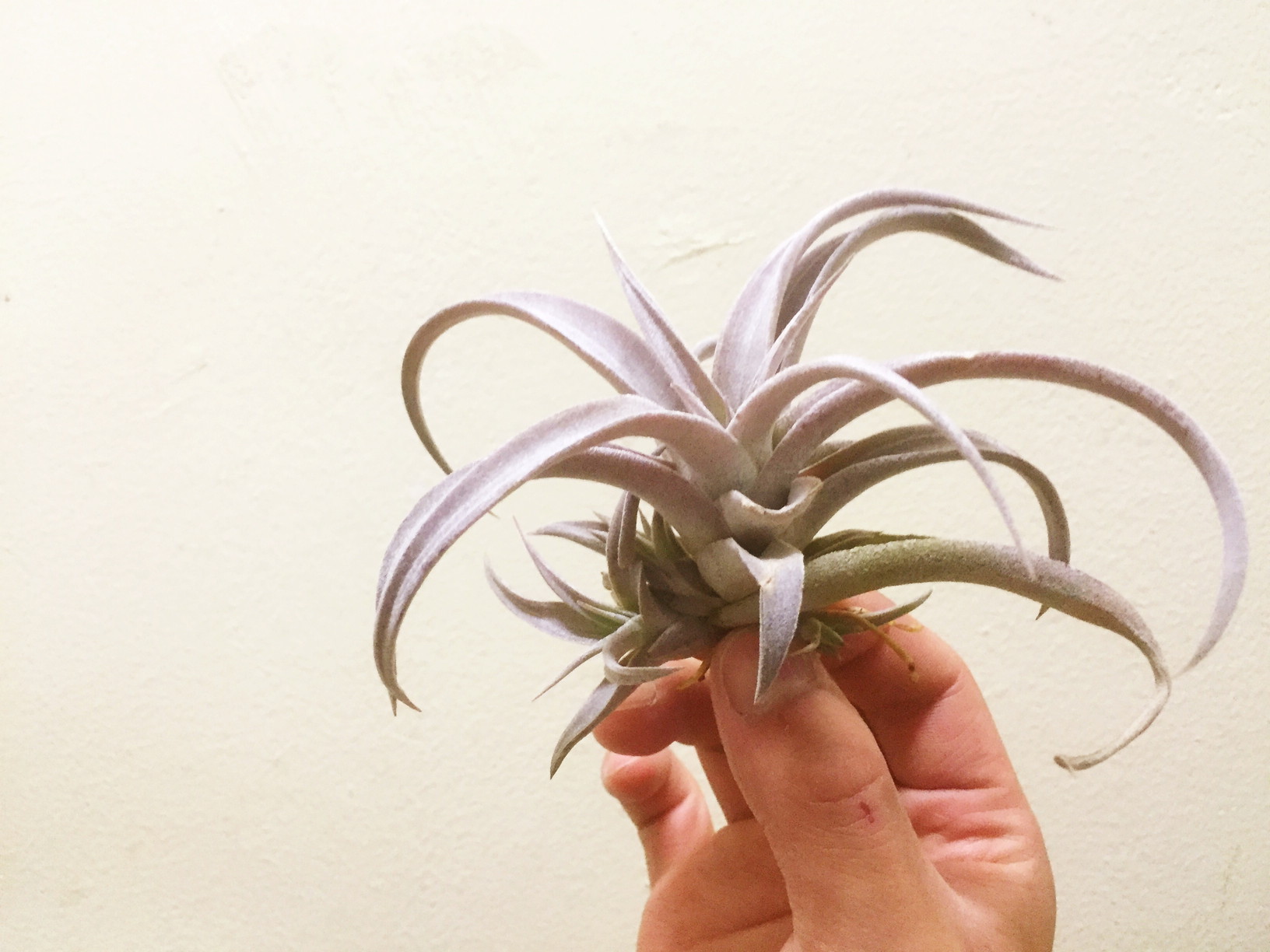 チランジア・チアペンシス Tillandsia chiapensis 育て方 図鑑