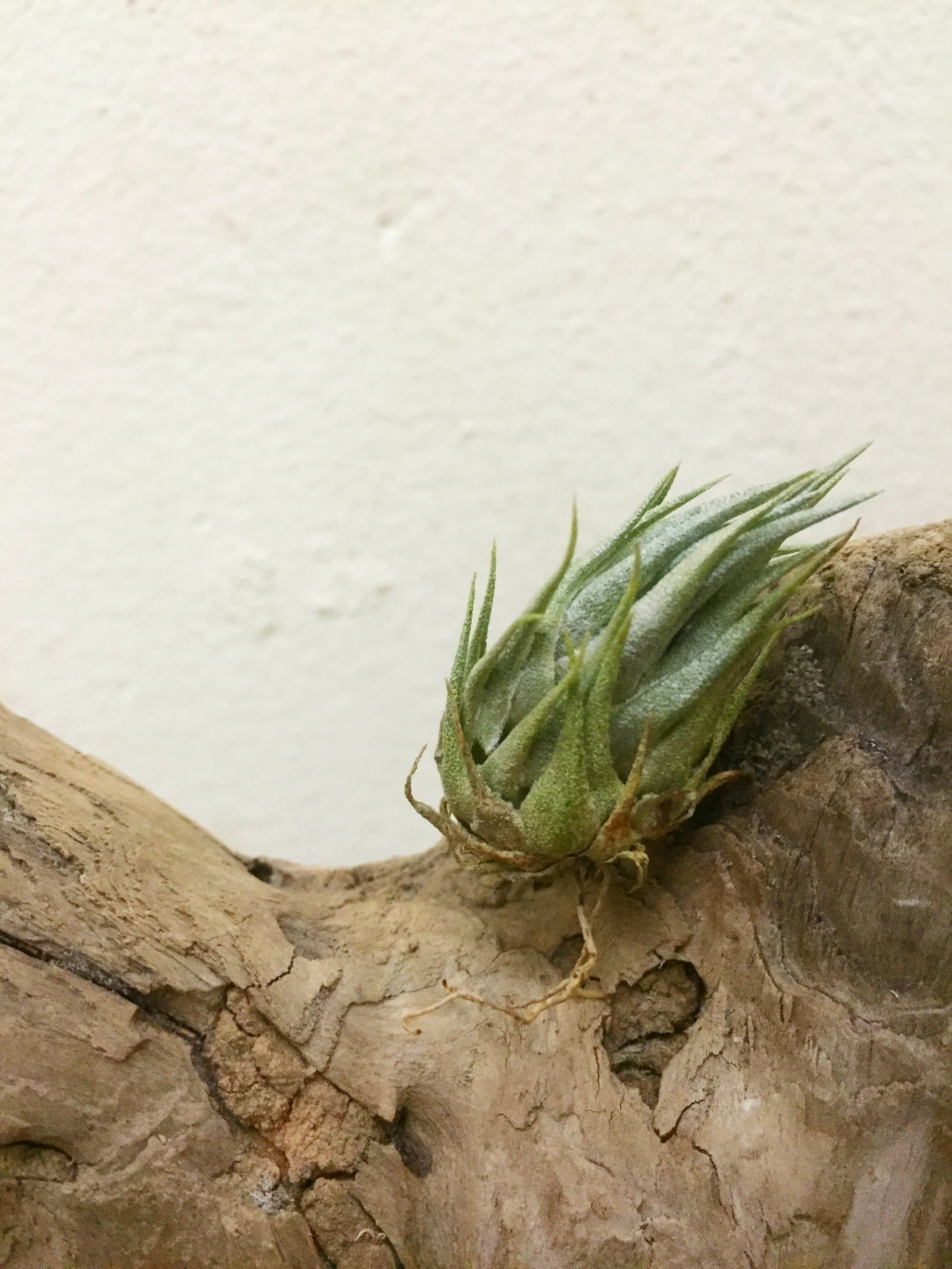 チランジア・カウツキー Tillandsia kautskyi 育て方 図鑑 | Frontier