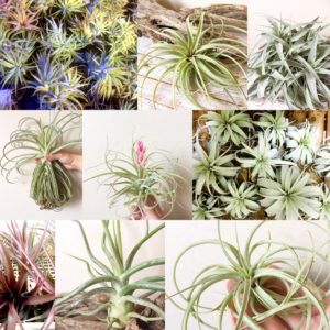 北海道札幌市 ブロメリア販売 Frontier Plants フロンティアプランツ